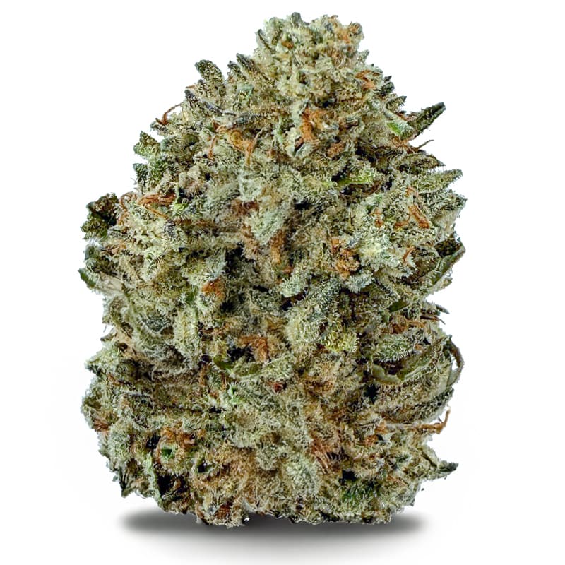 DAYDREAM DIESEL