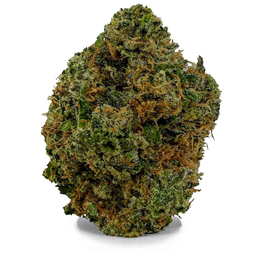 KING LOUIS XIII