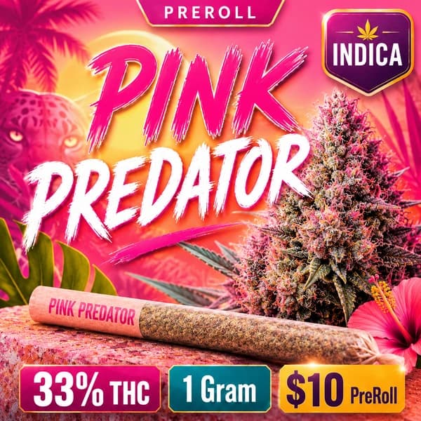 PINK PREDATOR 1G IND PRE-ROLL
